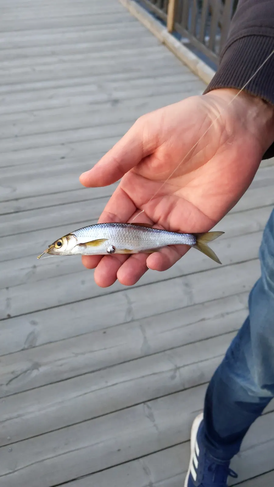 15 cm mört fångad i Eksjöhovgårdssjön