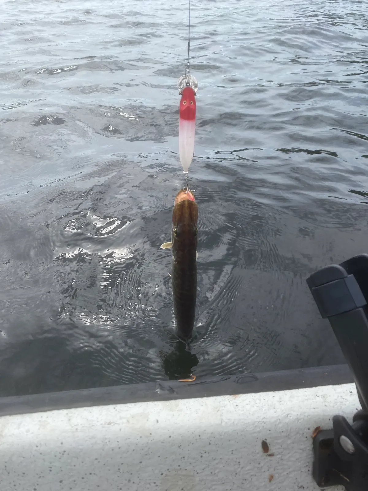 45 cm Pike caught in Lursjön