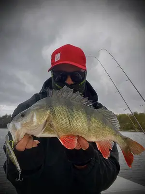 Abborre 47 cm — Anten