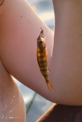 Abborre 10 cm — Eksjöhovgårdssjön