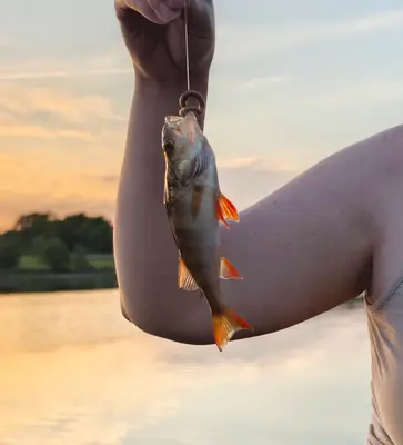 Abborre 20 cm — Eksjöhovgårdssjön