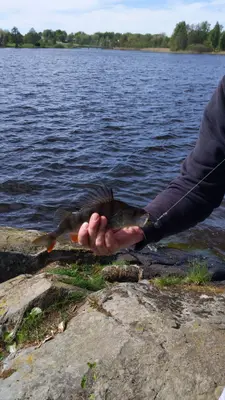 Abborre 28 cm — Eksjöhovgårdssjön