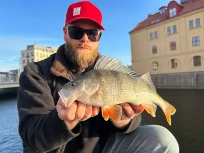 Abborre 35 cm — Fattighusån