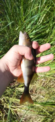 Abborre 22 cm — Färnebofjärden
