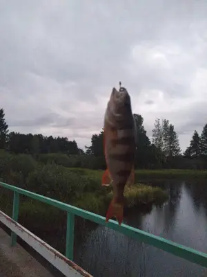 Abborre 28 cm — Färnebofjärden