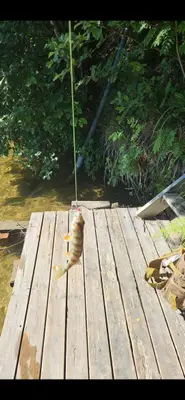Abborre 20 cm — Indalsälven