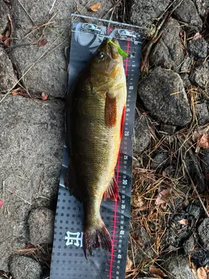 Abborre 46 cm — Namnlos