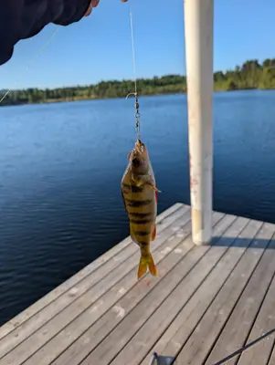 Abborre 18 cm — Nässjön