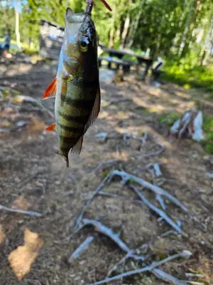 Abborre 22 cm — Prästtjärnen