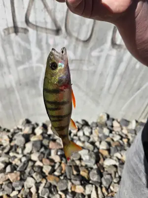 Abborre 16 cm — Selångersån