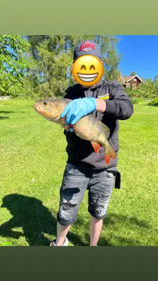 Abborre 49 cm — Strömarån