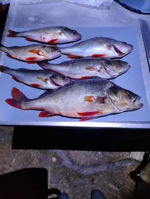 Abborre 38 cm — Örgaveln