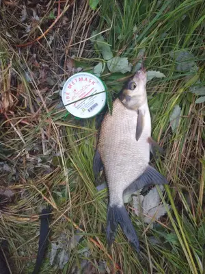 Braxen 32 cm — Färnebofjärden