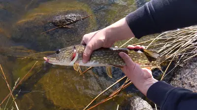 Gädda 55 cm — Eksjöhovgårdssjön