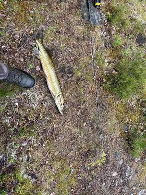 Gädda 65 cm — Fulan