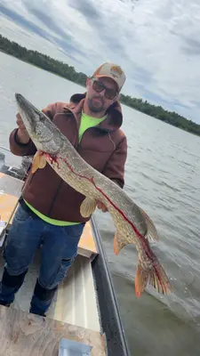Gädda 102 cm — Gällfjärden