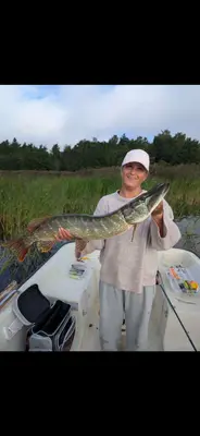 Gädda 97 cm — Gällfjärden