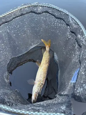 Gädda 40 cm — Linnerydssjön
