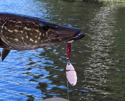 Gädda 50 cm — Vemmentorpasjön