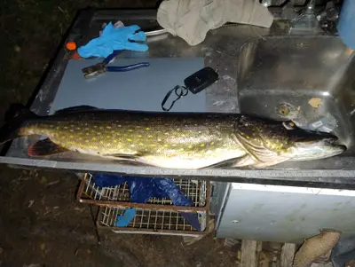 Gädda 84 cm — Örgaveln
